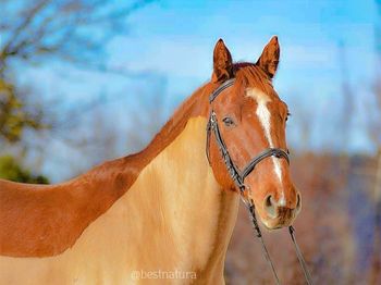 Portrait of a horse