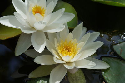 Close-up of yellow flowers blooming outdoors