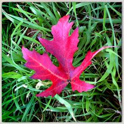 Close-up of red leaves