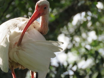 Close-up of bird