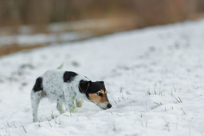 View of dog on snow covered land