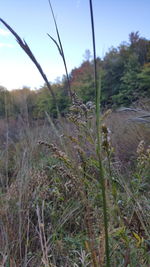 Close-up of plants growing on field against sky