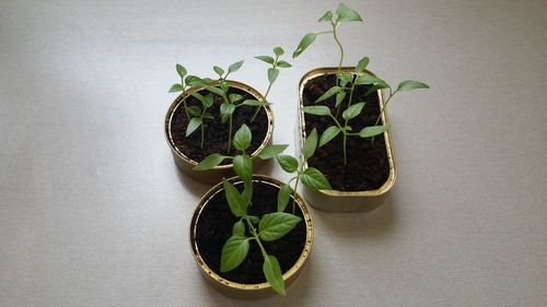 Directly above shot of potted plant on table