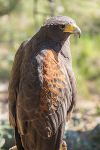 Close-up of bird