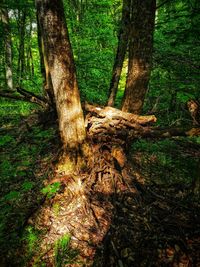 Tree trunk in forest