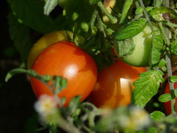 Close-up of fruits