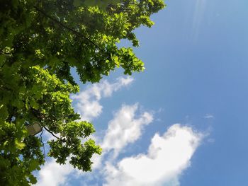 Low angle view of tree against sky