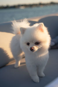 Close-up portrait of white dog