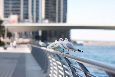 Seagulls sit on the parapet against the backdrop of the city landscape. 