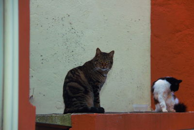 Close-up of cat sitting against wall