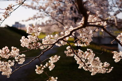 Close-up of cherry blossoms in spring