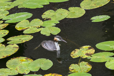 High angle view of bird in lake