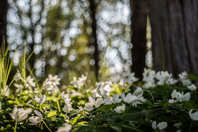 Close-up of white flowers blooming on tree