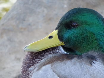 Close-up of bird