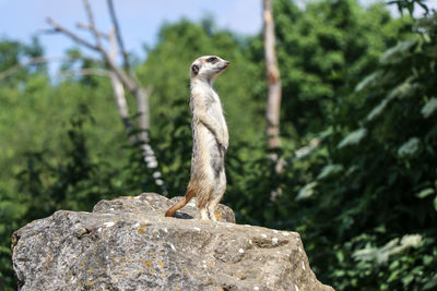 Close-up of lizard on rock