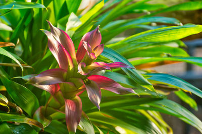 Close-up of day lily plant