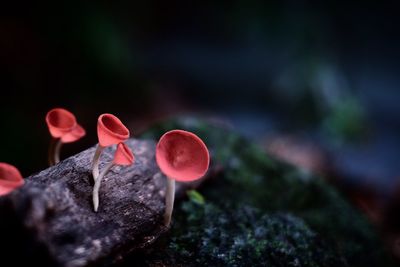 Close-up of red rose on rock