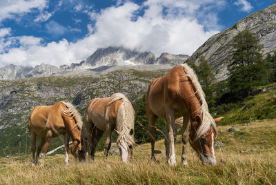 Horses grazing in a field