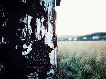 Close-up of damaged tree against sky