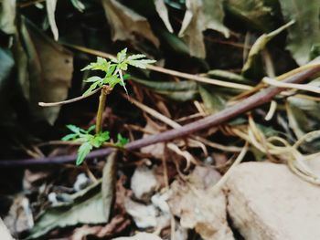 Close-up of plant