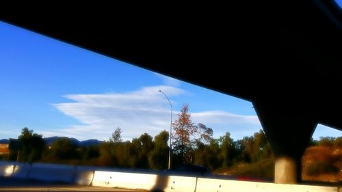 Road along trees
