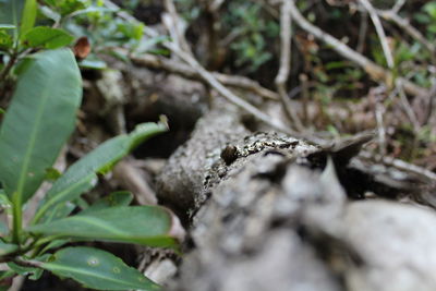 Close-up of lizard on plant