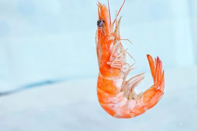 Close-up of orange insect in sea