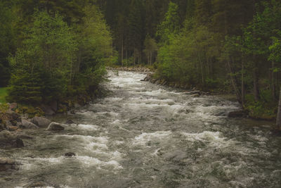 Stream flowing through forest