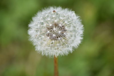 Close-up of dandelion flower