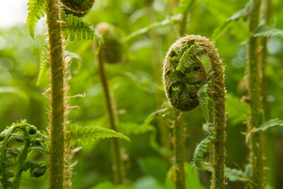 Stems of coiled ferns in a green forest, spring view