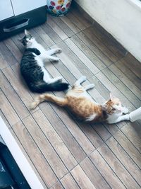 High angle view of cat sleeping on floor