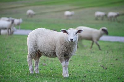 Sheep standing in a field