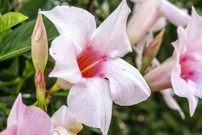 Close-up of pink flowers blooming outdoors