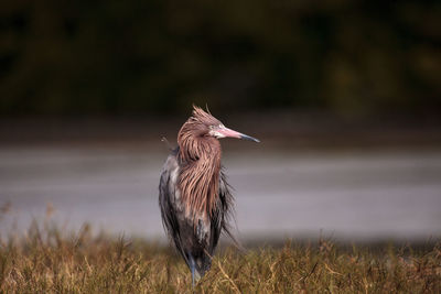 Reddish egret wading bird egretta rufescens wades in the waters near tigertail beach in marco island