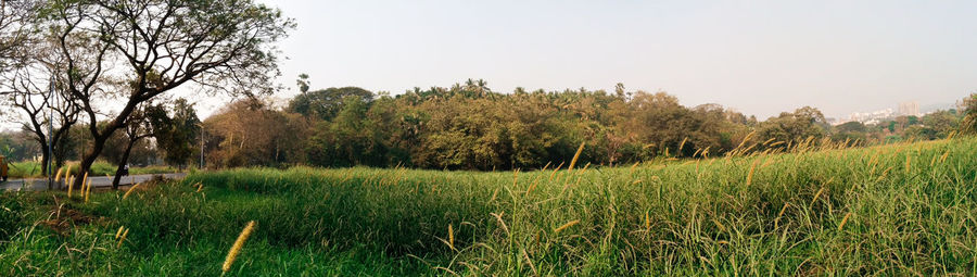 Scenic view of grassy field against sky