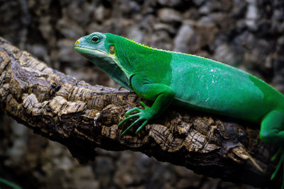 Close-up of lizard on tree