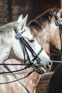 Close-up of a horse