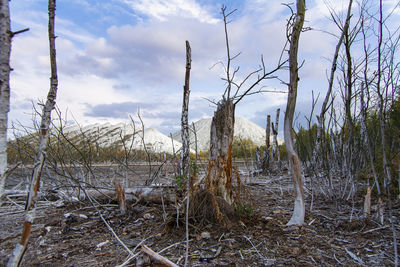 Bare trees on field against sky