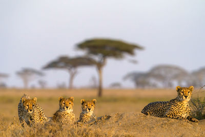 Cheetah male