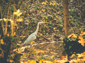 Bird perching on tree