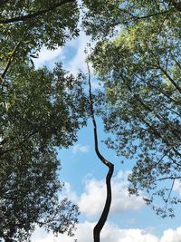 Low angle view of tree against sky