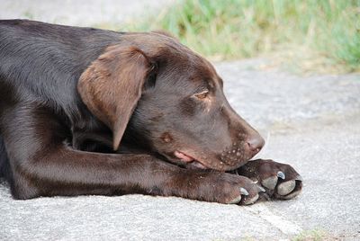 Close-up of a dog resting