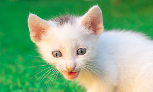 Close-up portrait of white cat