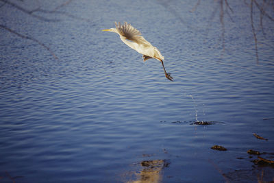 Close-up of bird flying over lake