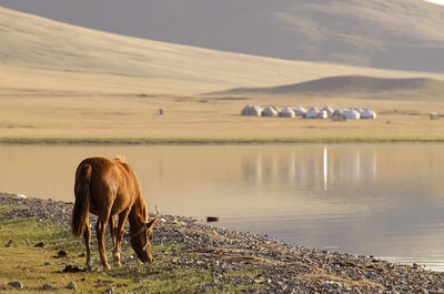 View of horse grazing on field