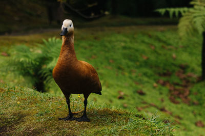 Full length of a bird on field