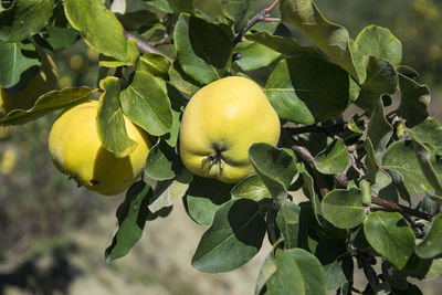 Ripe juicy organic natural quince on the tree at fall.