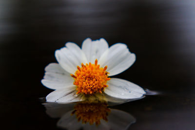 Close-up of white flower against black background