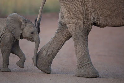 View of elephant