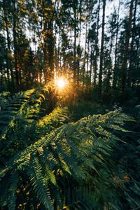 Sunlight streaming through trees in forest